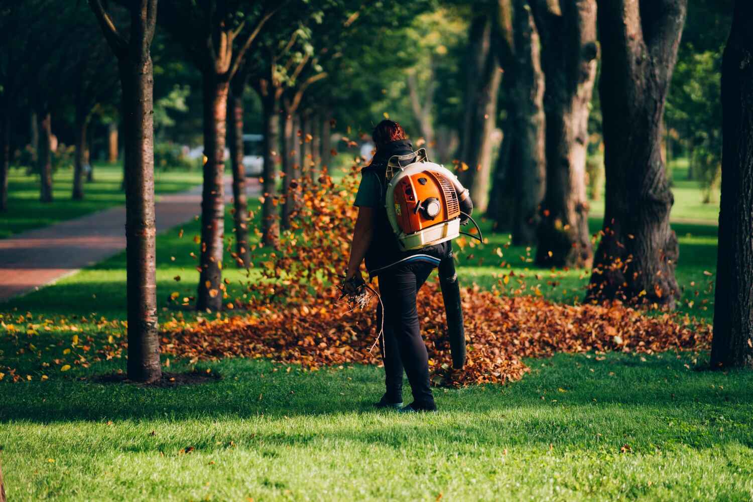 Best Large Tree Removal  in USA